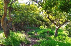 Frigiliana, Andalusia 29788
