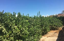 Murcia, Region of Murcia