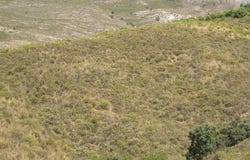 Sedella, Andalusia 29715