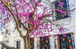 Ayamonte, Ayamonte