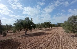 Salinas, Valencia 03130