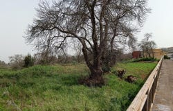 Matanza De Acentejo, Canary Islands 38370