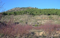 Canillas de Albaida, Andalusia 29755
