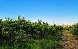 Palmera, Valencian Community 46714
