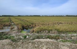 Sollana, Valencian Community