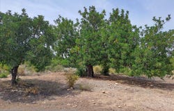 Bétera, Valencian Community