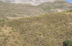 Sedella, Andalusia 29715