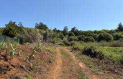 Tacoronte, Canary Islands
