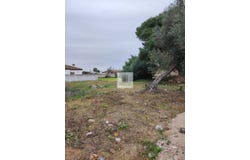Rana Verde, Chiclana de la Frontera, Andalusia 11130