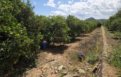 Oliva, Valencian Community 46780