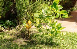 Majadahonda, Community of Madrid 28220