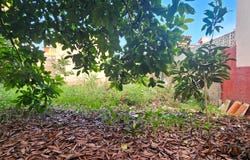 Piles, Valencian Community