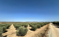 Fuente de Piedra, Andalusia
