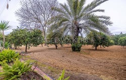 Olivares, Andalusia 41804