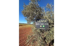 Fuente de Piedra, Andalusia