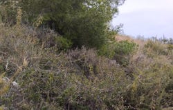 Pego, Valencian Community 03780