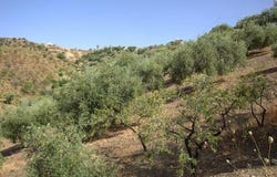 Sedella, Málaga