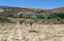 Cañete la Real, Andalusia