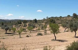Rbla. Arbolitos, Aragon, Aragon 50793