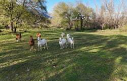 El Torno, Extremadura 10617