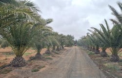 Antigua, Canary Islands 35638