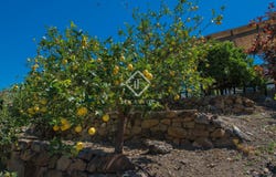 Alcaucin, Andalusia 29711
