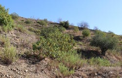 Alora, Andalusia 29500