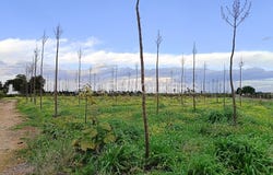 Dénia, Valencian Community 03700