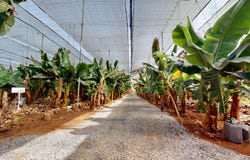 Galdar, Canary Islands 35469