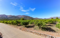 Orba, Valencia 03790