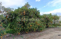 Dénia, Valencian Community 03700