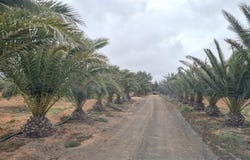 Antigua, Canary Islands 35610