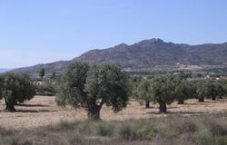 Sax, Valencian Community 03630