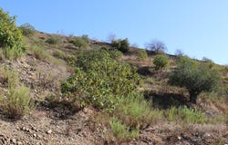 Alora, Andalusia 29500