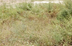 Aielo de Malferit, Valencian Community 46812
