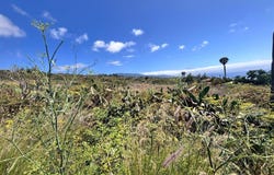 Tacoronte, Canary Islands