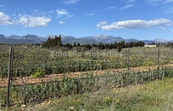 Santa Maria del Camí, Illes Balears|Baleares