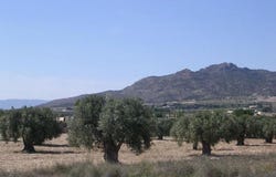 Sax, Valencian Community 03630