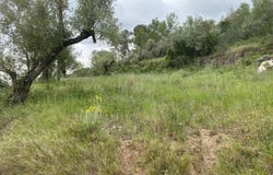 Pd Serres, Castellvell del Camp, Catalonia 43392