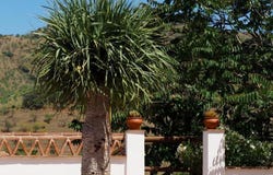 Alora, Andalusia 29500