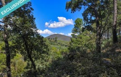 Acebo, Extremadura 10857