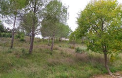 Sant Llorenç d'Hortons, Catalonia