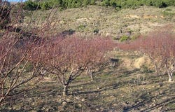 Canillas de Albaida, Andalusia 29755