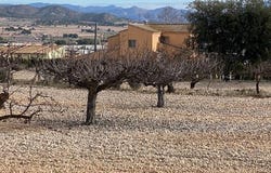 Salinas, Alicante