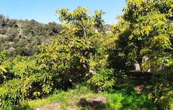 Frigiliana, Andalusia 29788