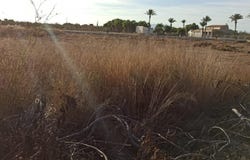 Elche, Valencia 03295