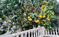 La Esperanza, Canary Islands 38290