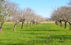 Santa Margalida, Illes Balears|Baleares