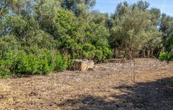 Sencelles, Balearic Islands 07140