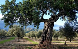 Campanet, Balearic Islands 07316